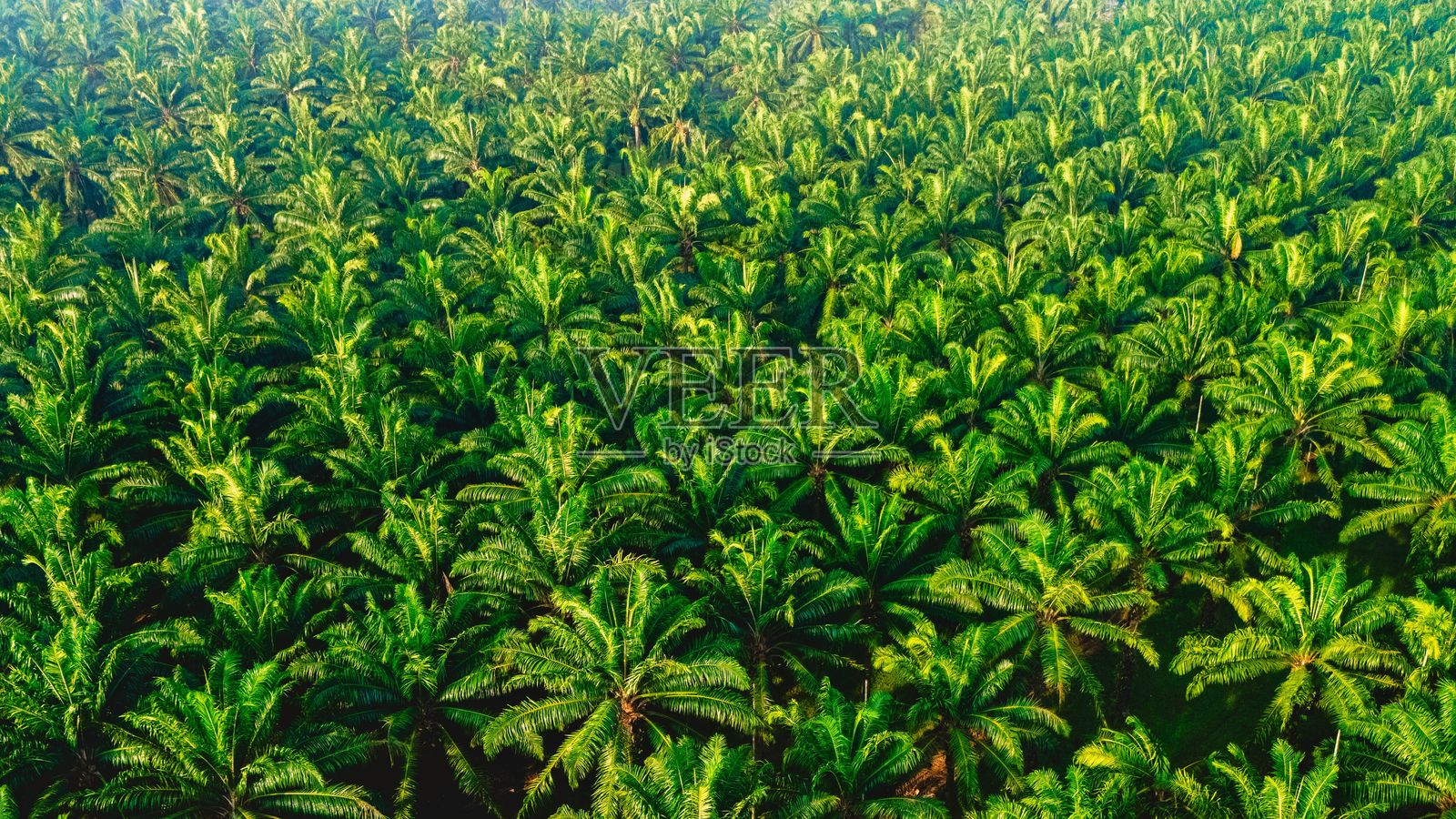 令人惊叹的日落映照在泰国春蓬无尽的棕榈树上照片摄影图片