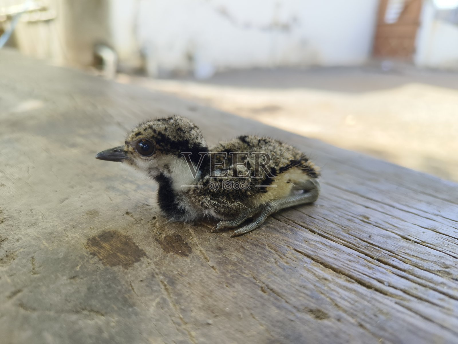 红腿塭鹭的幼鸟照片摄影图片