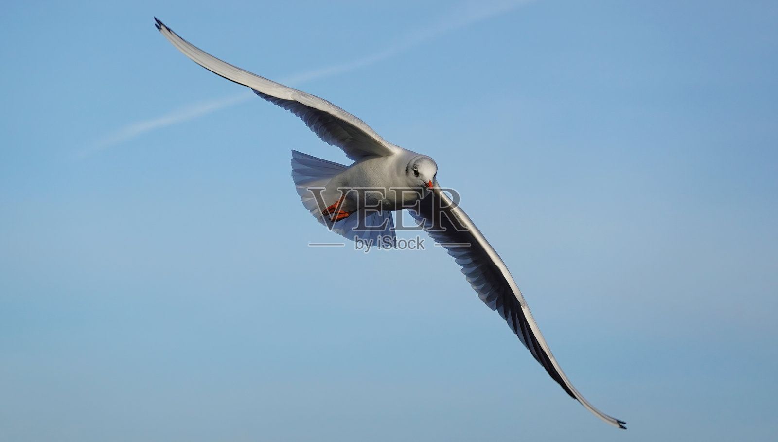 一只黑头鸥（chroicocephalus ridibundus）在蓝天中飞翔。照片摄影图片