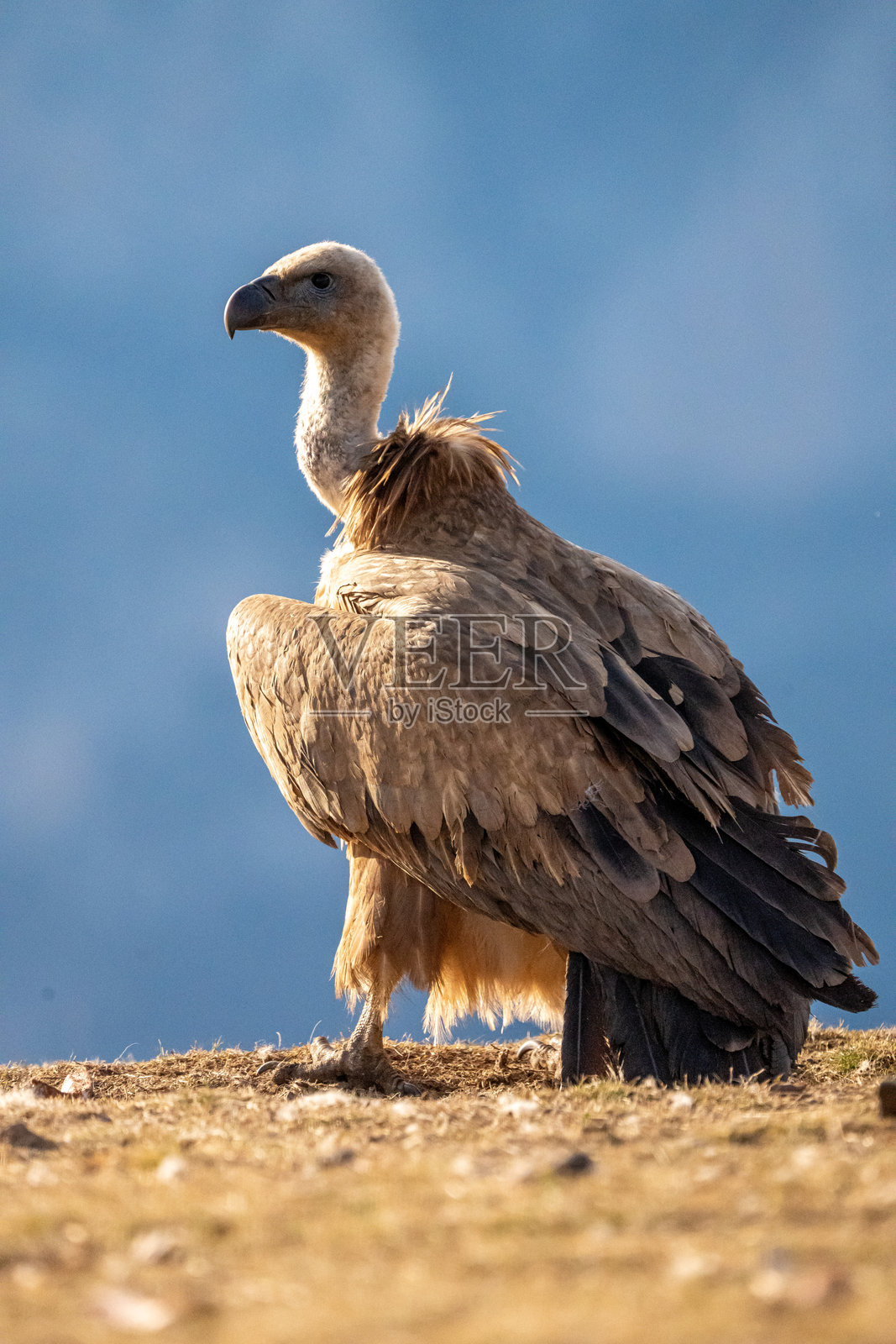 在西班牙拍摄的秃鹫（Gyps fulvus）照片摄影图片