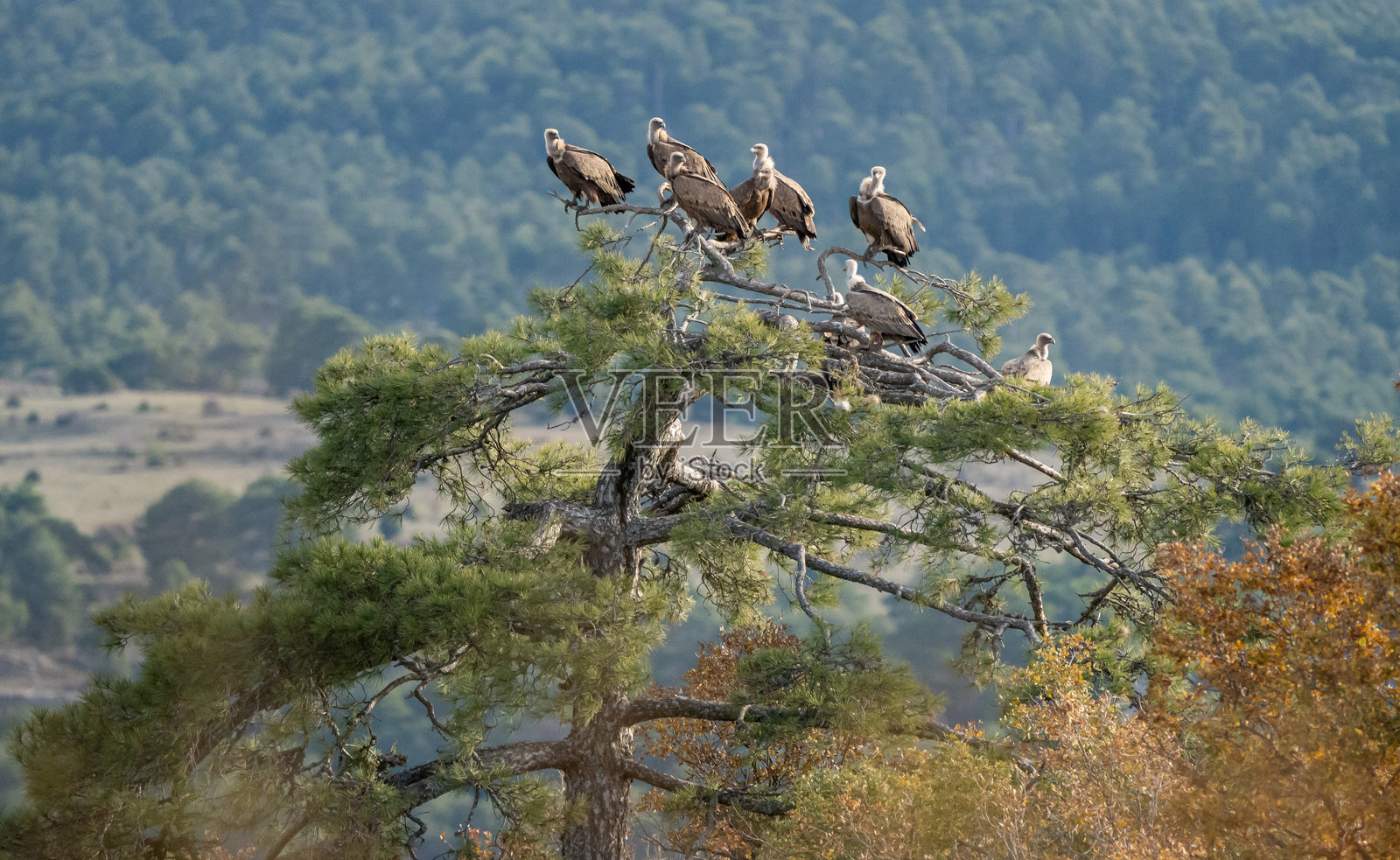 在西班牙拍摄的秃鹫（Gyps fulvus）照片摄影图片