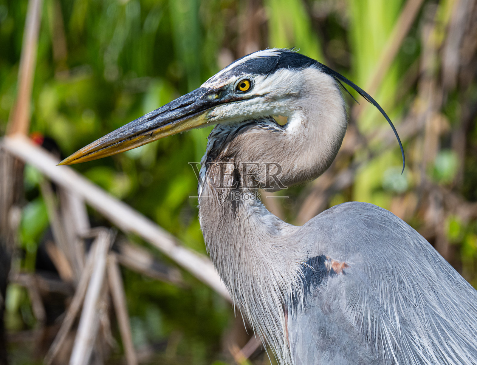大蓝鹭照片摄影图片