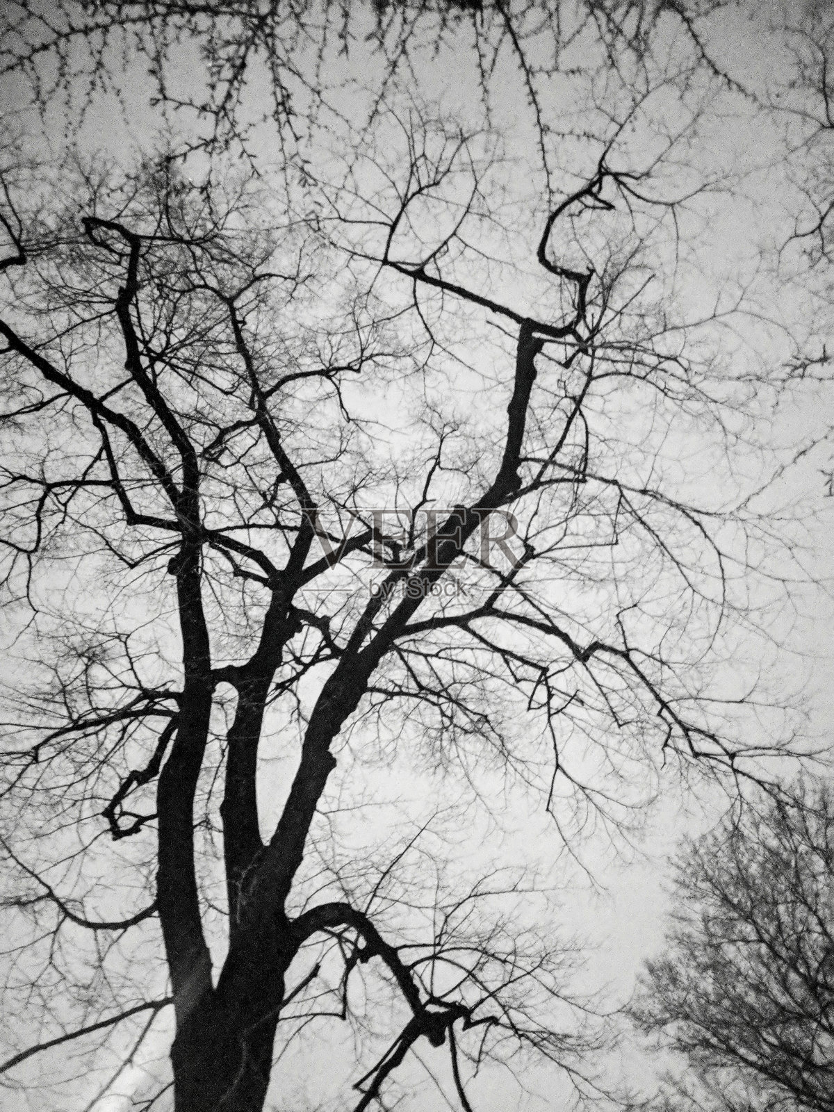 黑白色的光秃树照片摄影图片