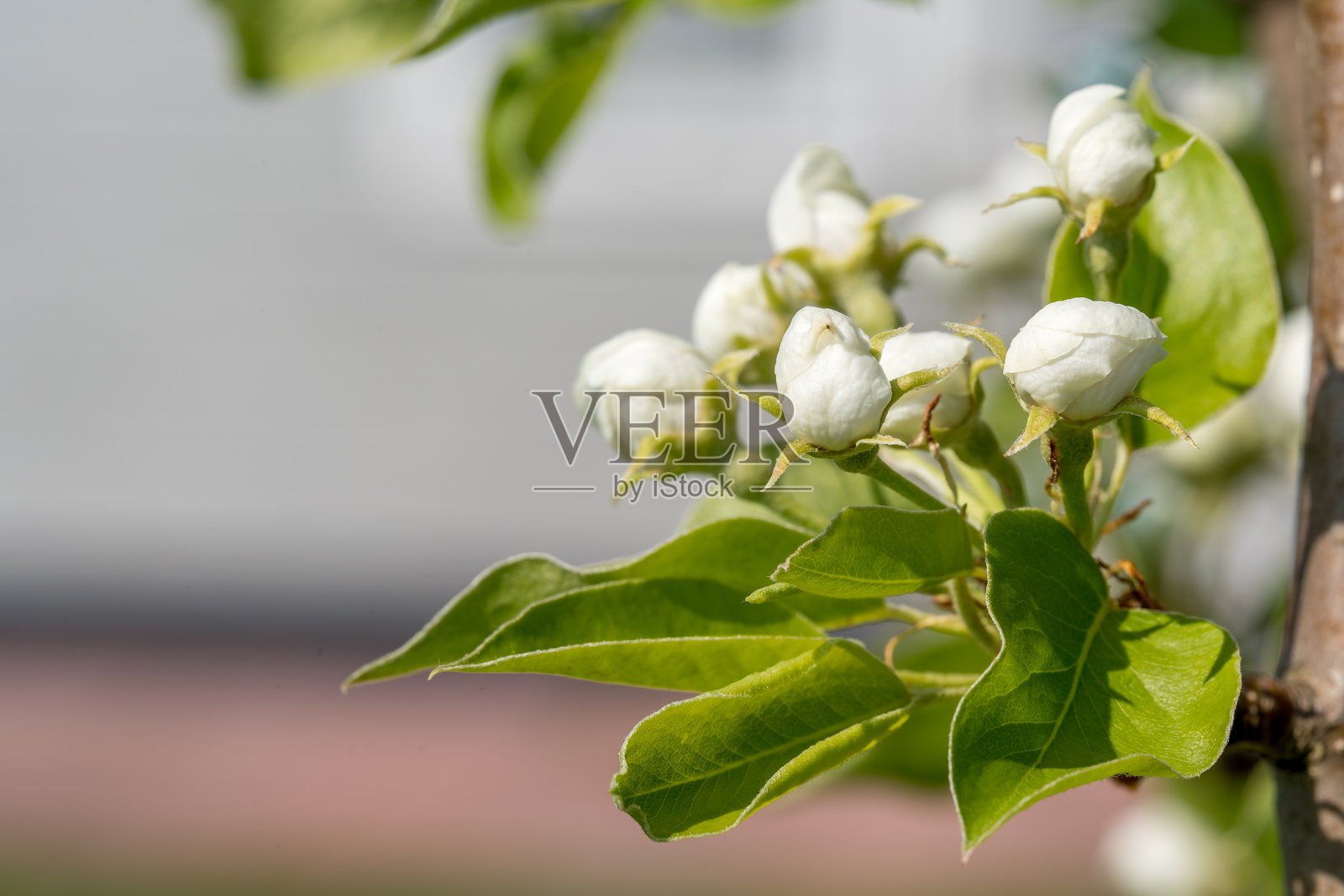 近距离拍摄的果树浆果花蕾照片摄影图片