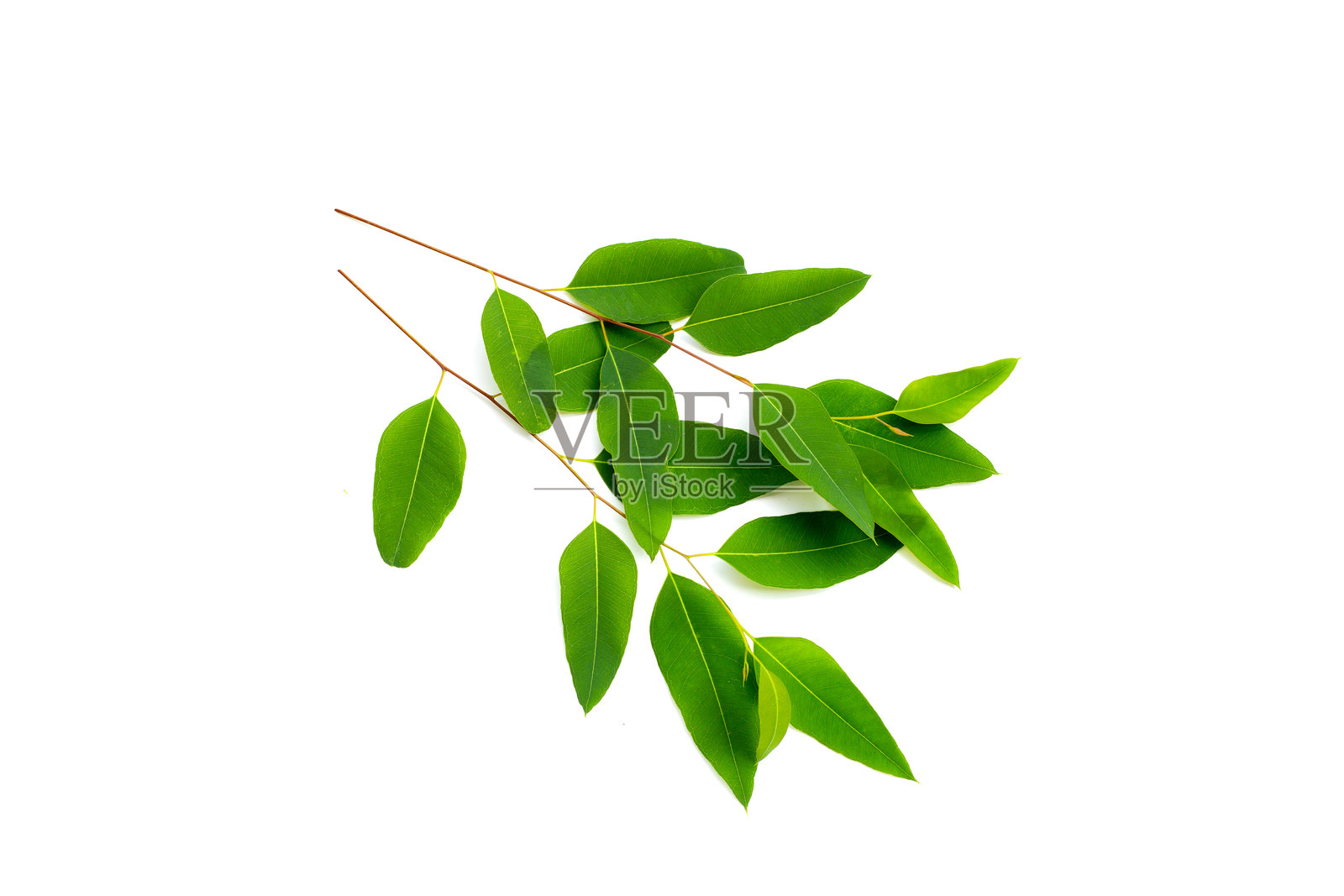 白色背景上的桉树叶。照片摄影图片