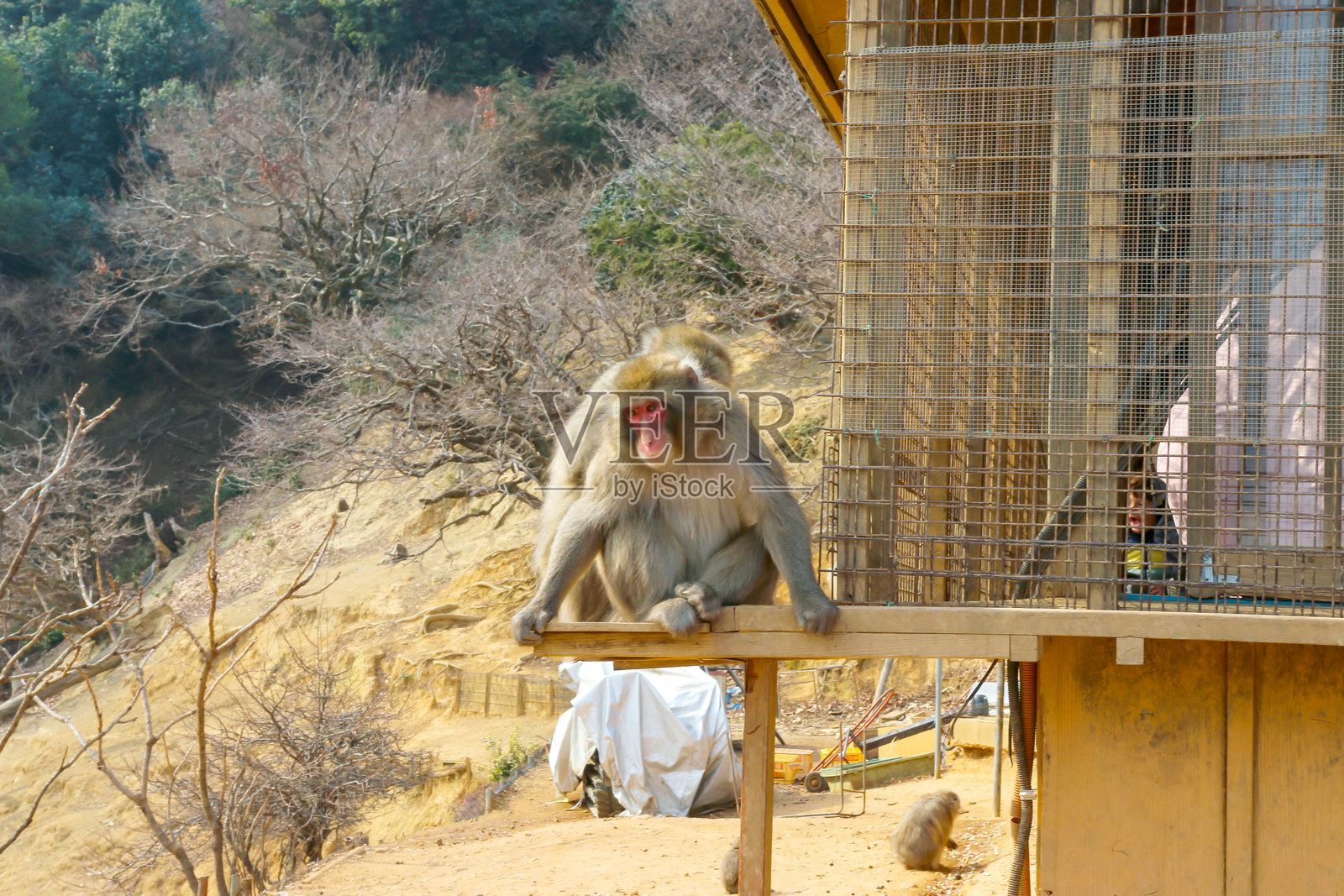 日本岚山山区的日本猕猴照片摄影图片