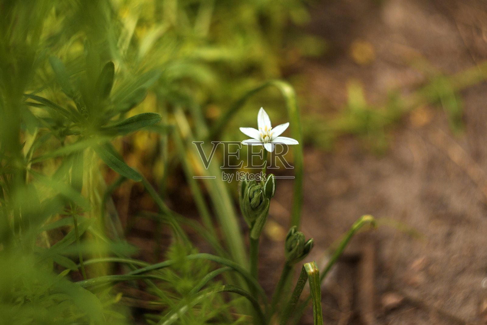 花园里的春天花朵照片摄影图片