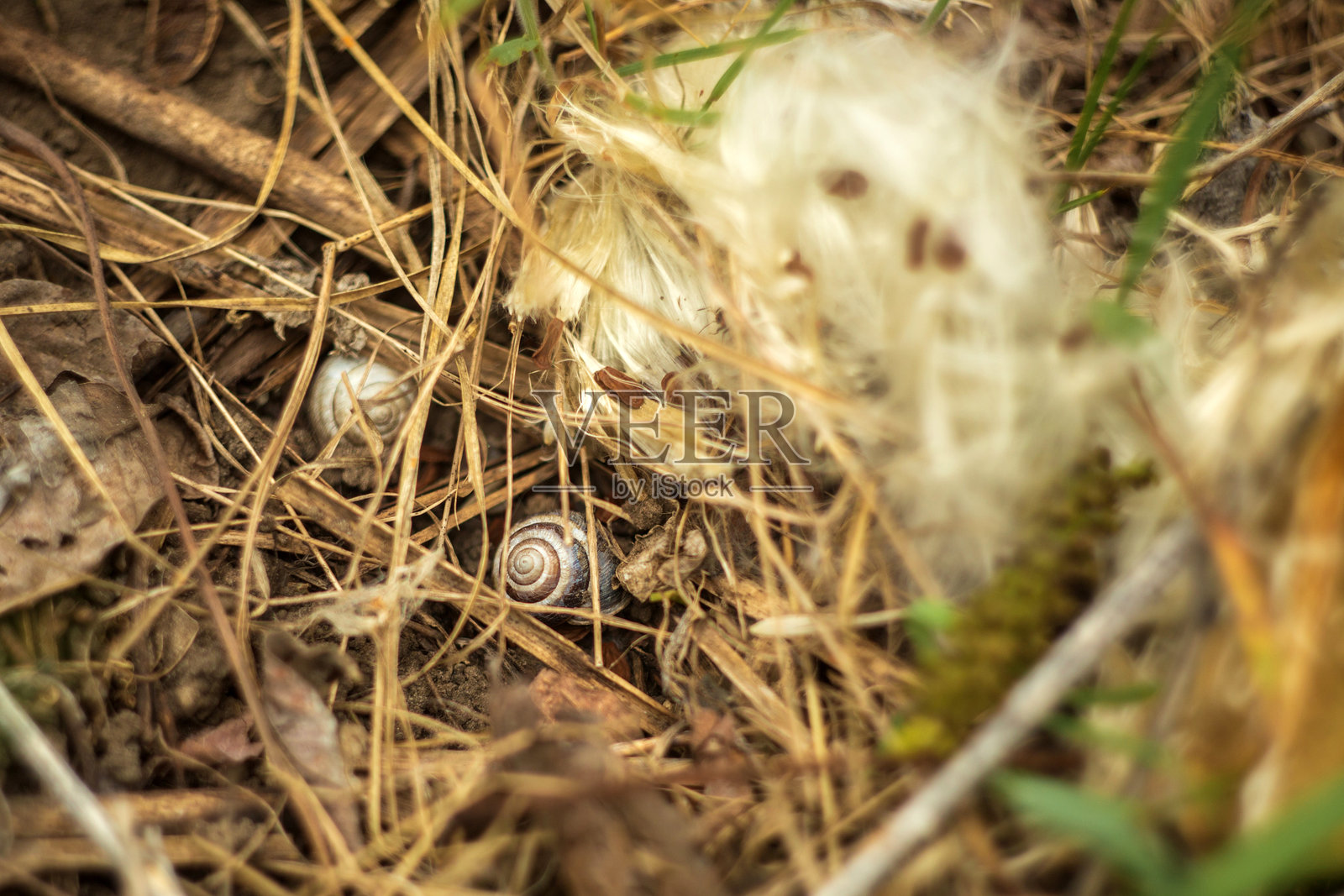 花园中花朵的特写照片摄影图片