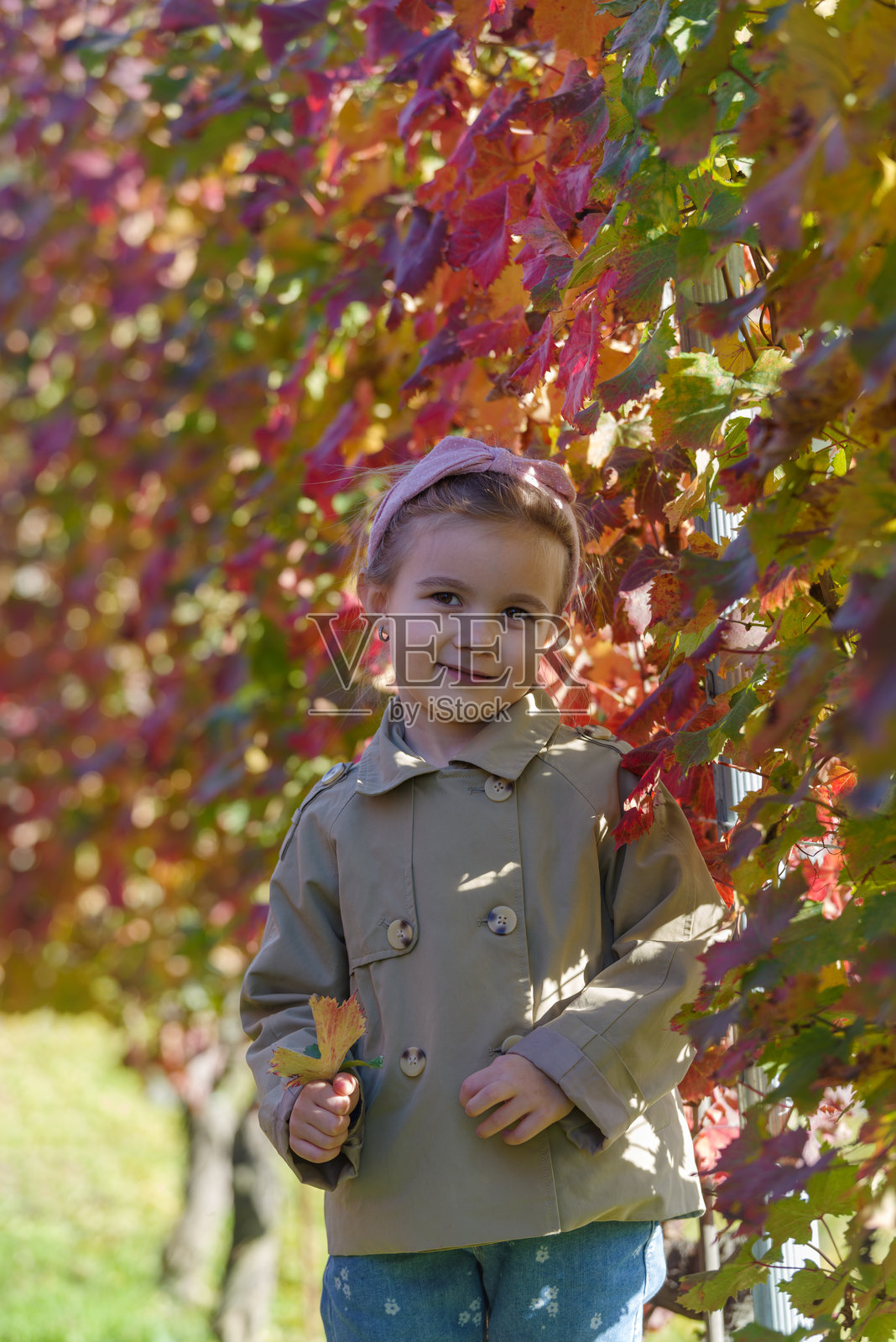 秋天葡萄园里可爱的小女孩照片摄影图片