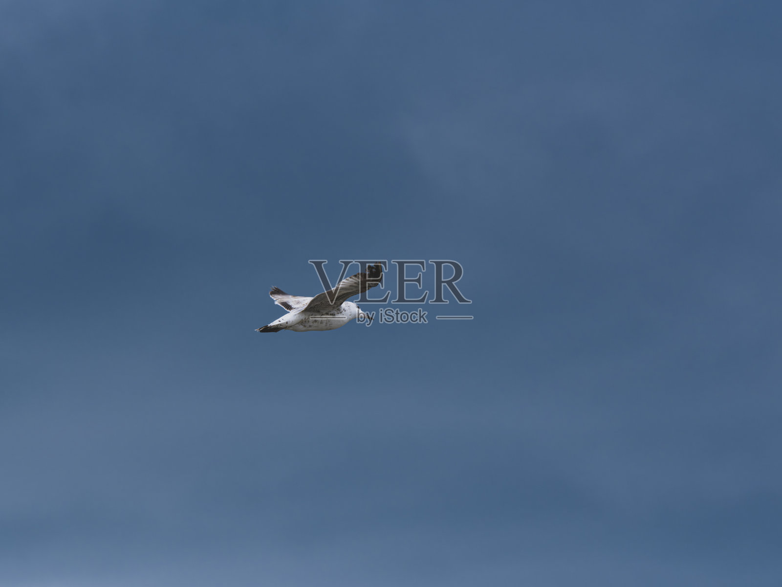 海鸥在美丽的天空中飞翔照片摄影图片