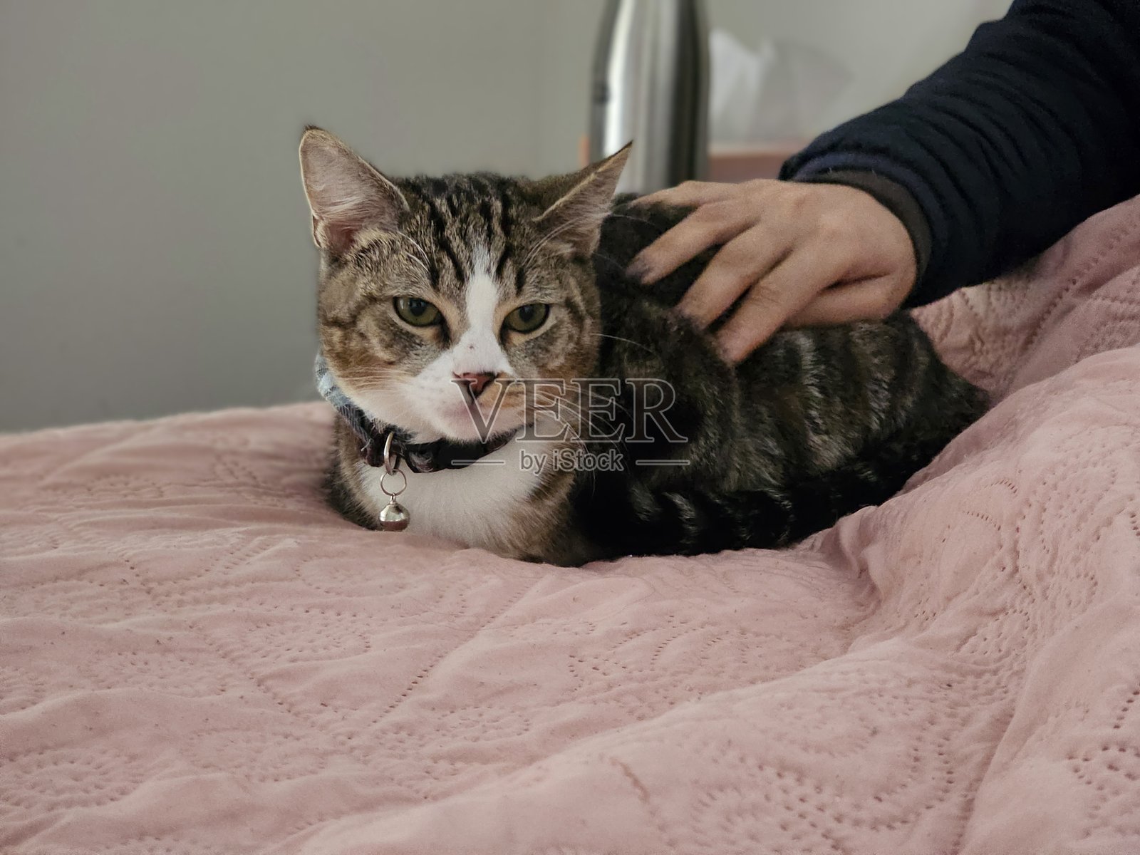 可爱的小猫享受被抚摸的时光。照片摄影图片