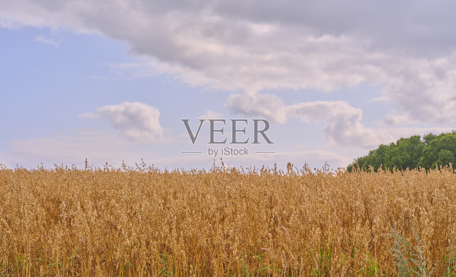 丹麦夏日天空下的金色麦田，云朵飘浮。照片摄影图片