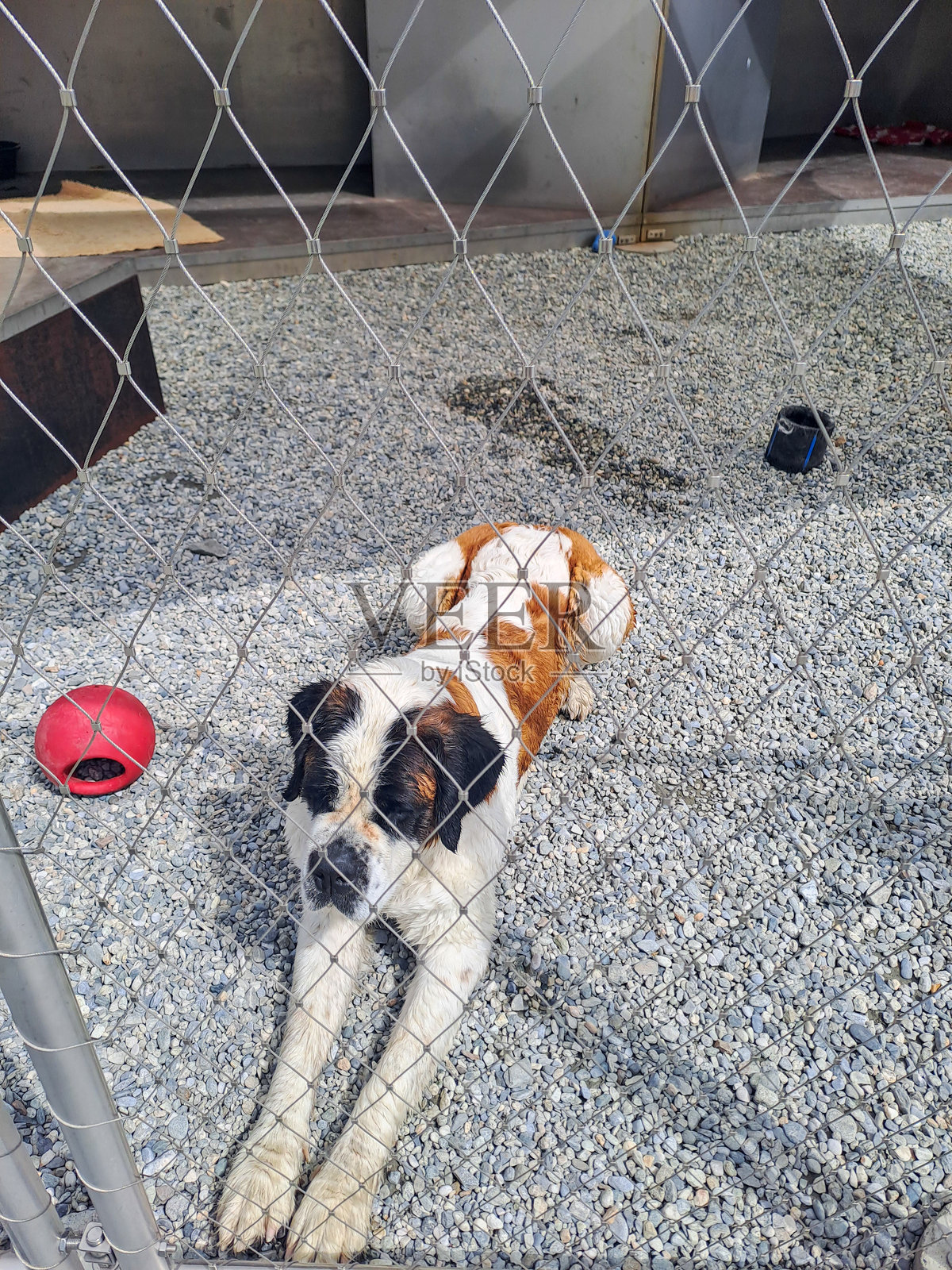 瑞士大圣伯纳山口的繁殖犬舍里的圣伯纳犬照片摄影图片