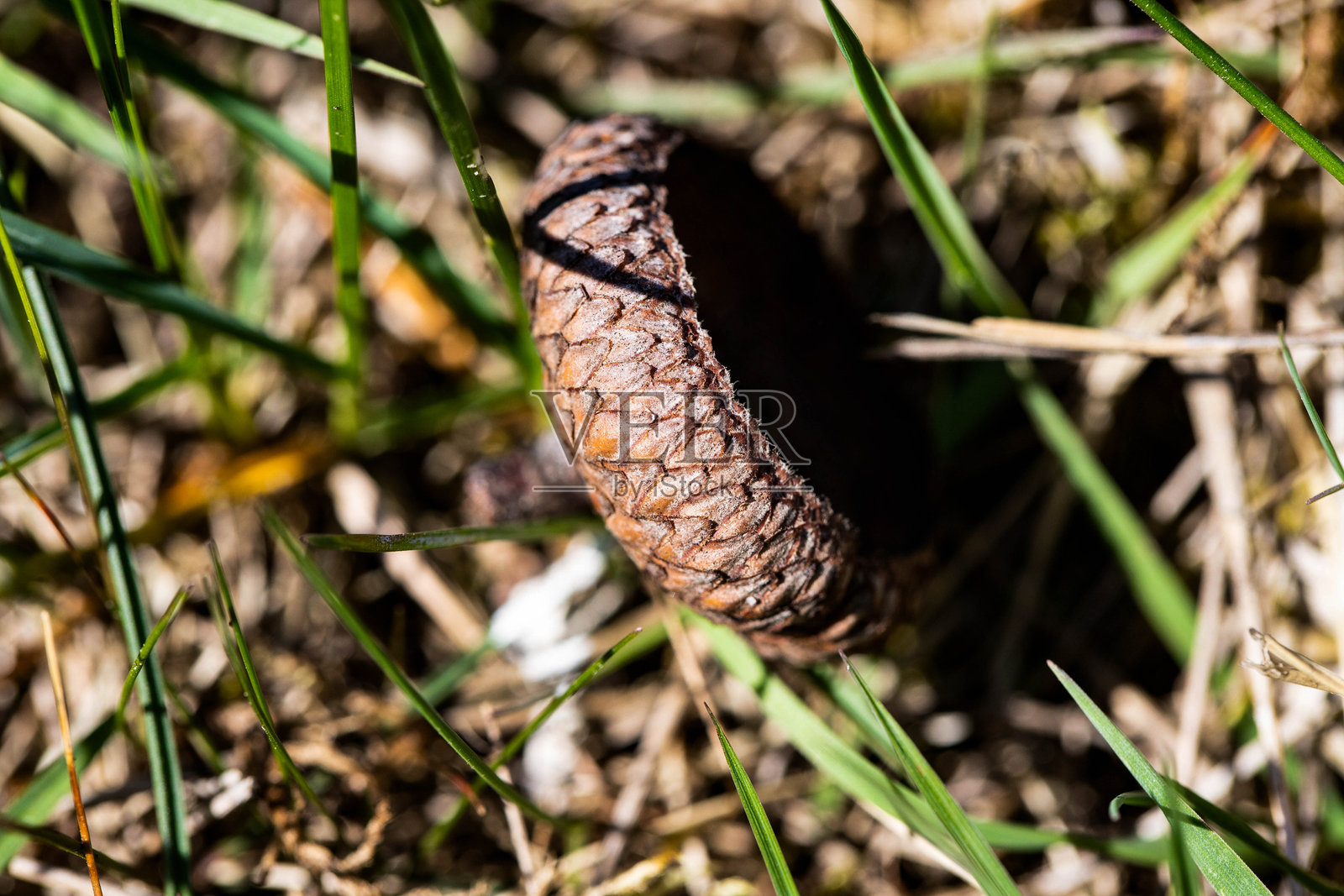 草地上的橡果特写森林自然照片照片摄影图片