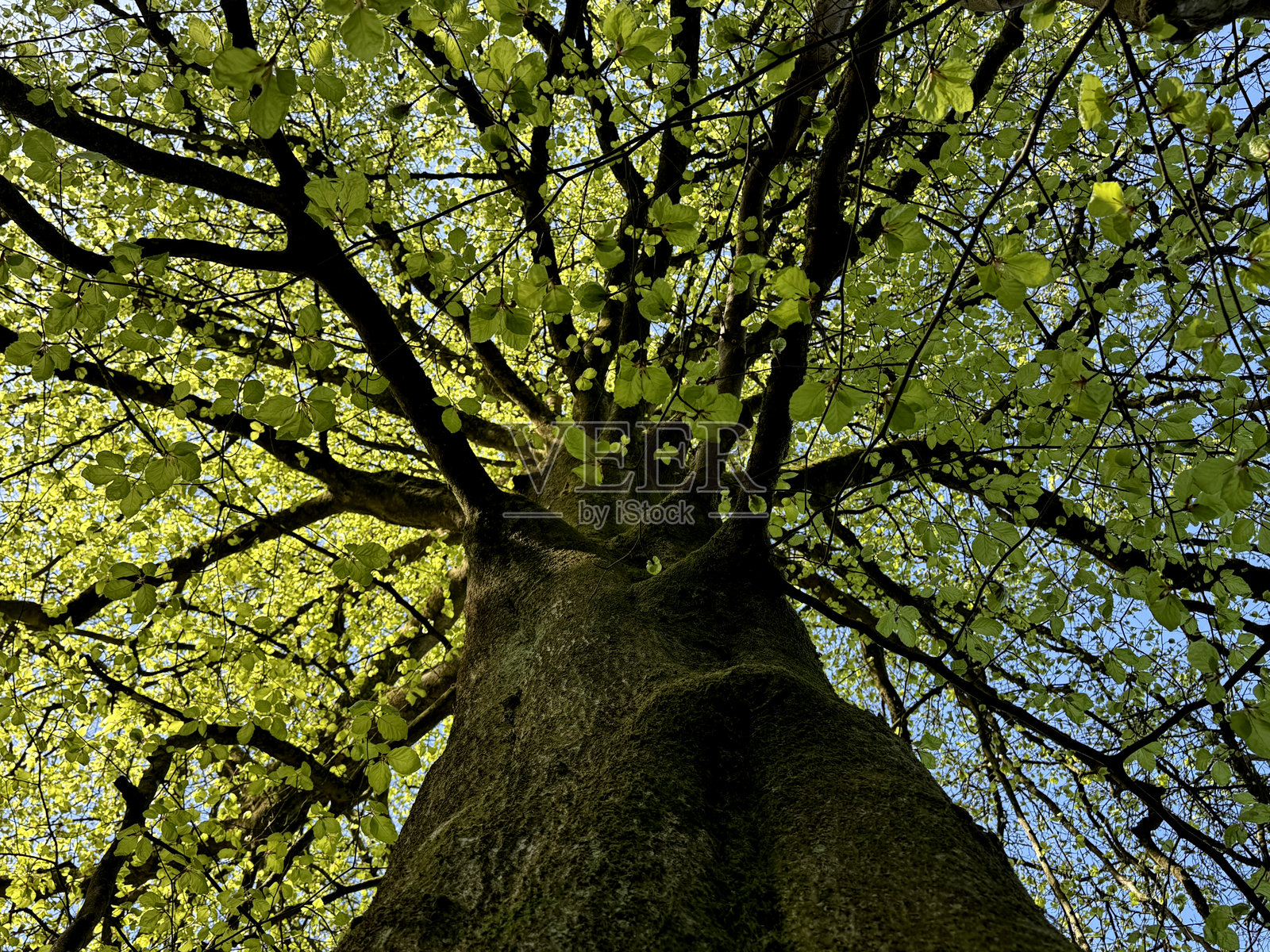 仰望树木照片摄影图片