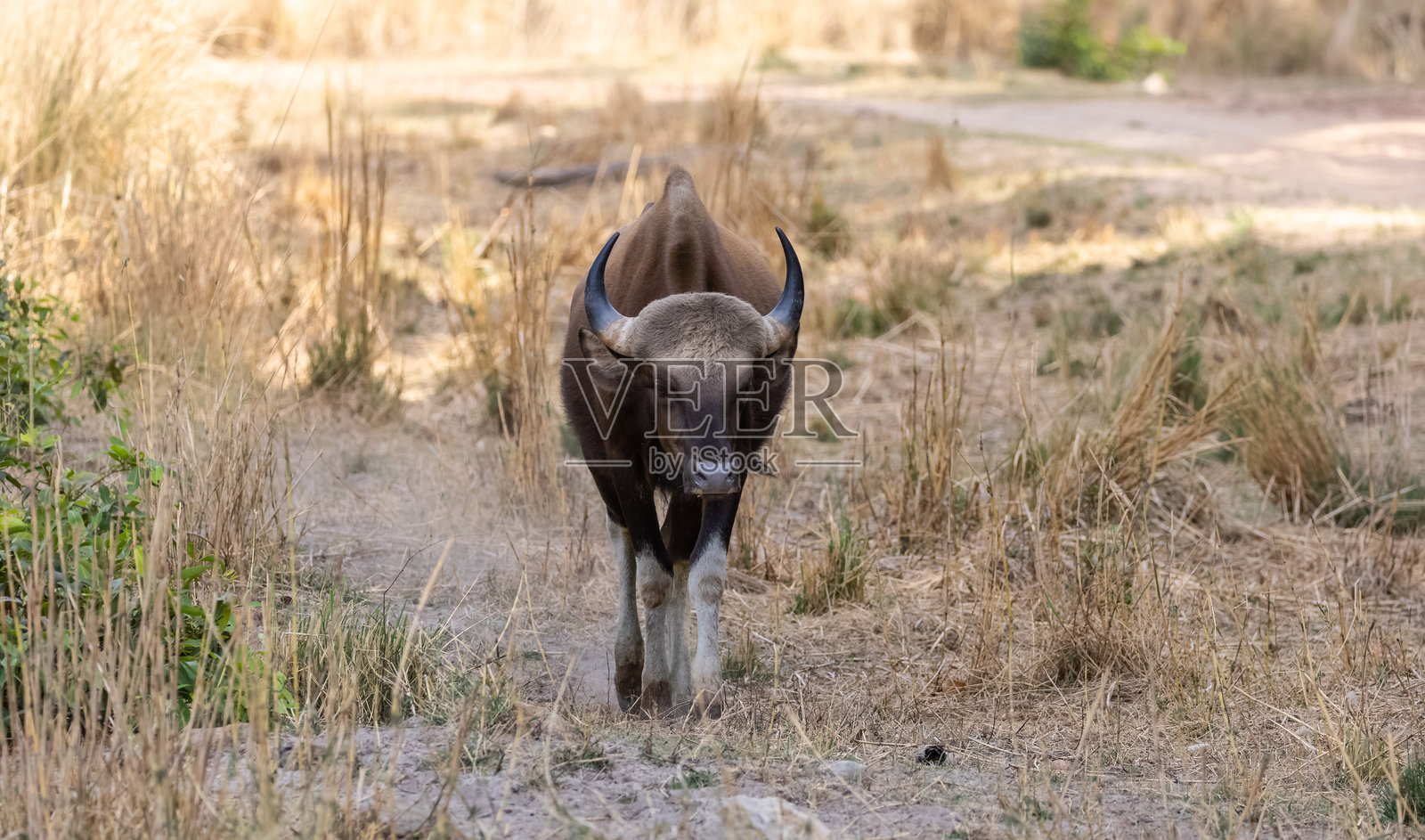 丛林中的印度野牛照片摄影图片
