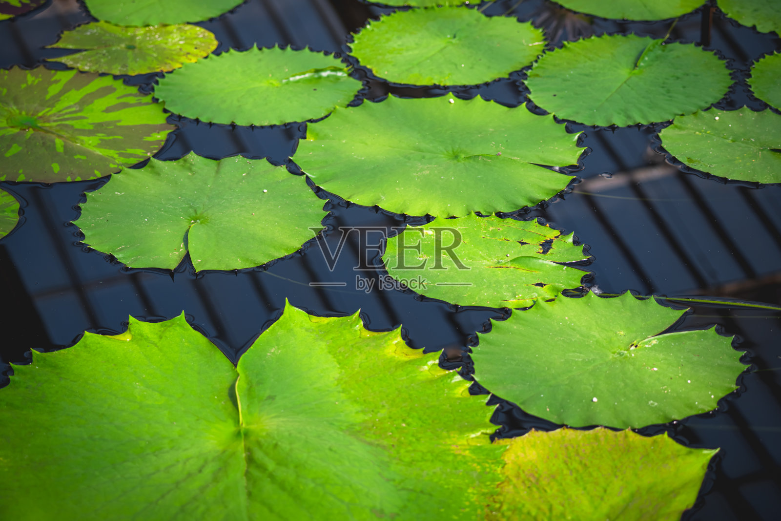 绿色的睡莲叶漂浮在黑暗的水面上照片摄影图片