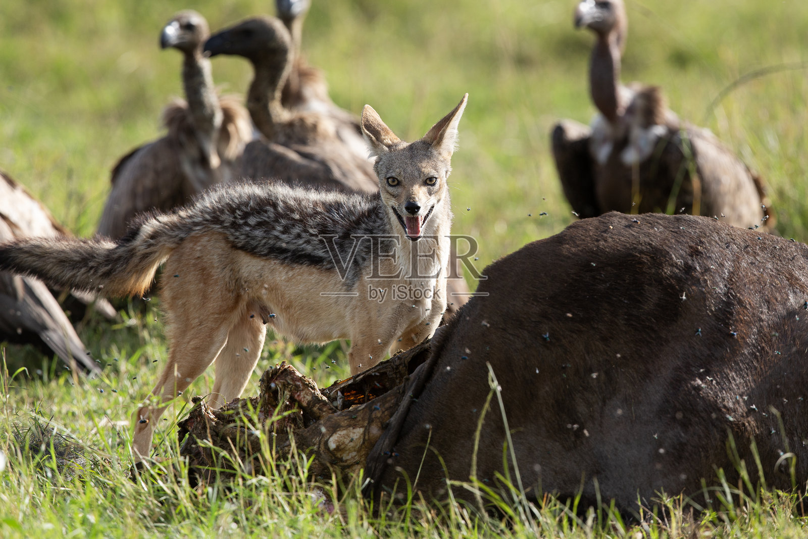 豺狼照片摄影图片