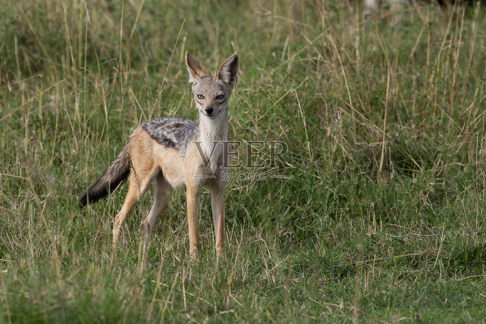 豺狼照片摄影图片