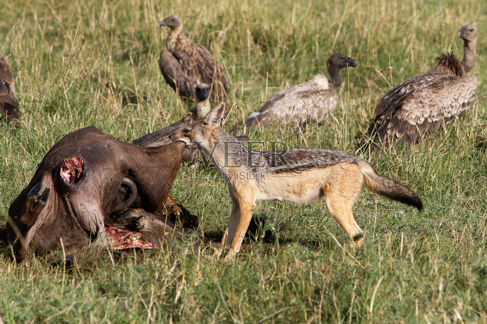 豺狼照片摄影图片