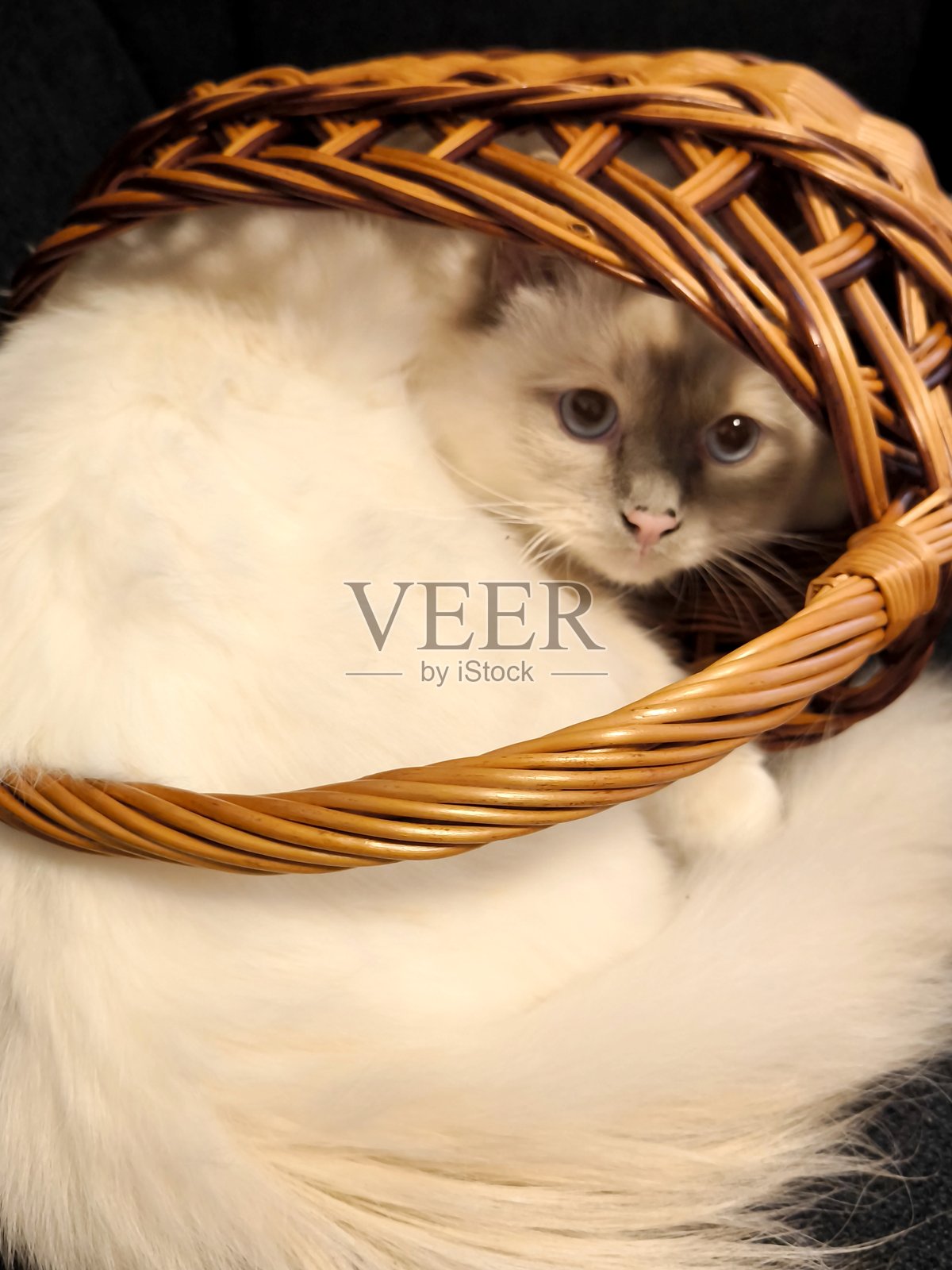 一只可爱的毛茸茸的缅因猫从一个藤编篮子里探出头来照片摄影图片