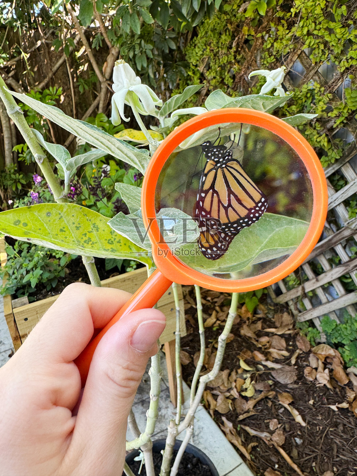 一只帝王蝶栖息在绿色叶子上的特写，通过一个人手中握着的橙色放大镜放大。照片摄影图片