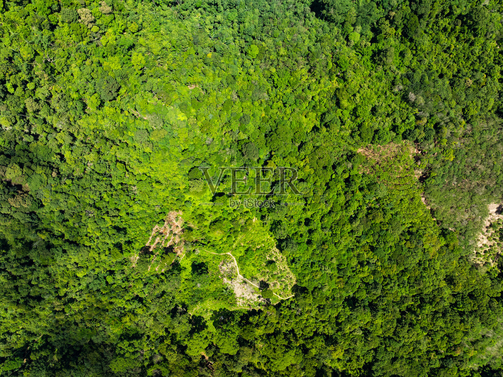 俯视绿色森林树木背景，美丽的自然绿色背景照片摄影图片