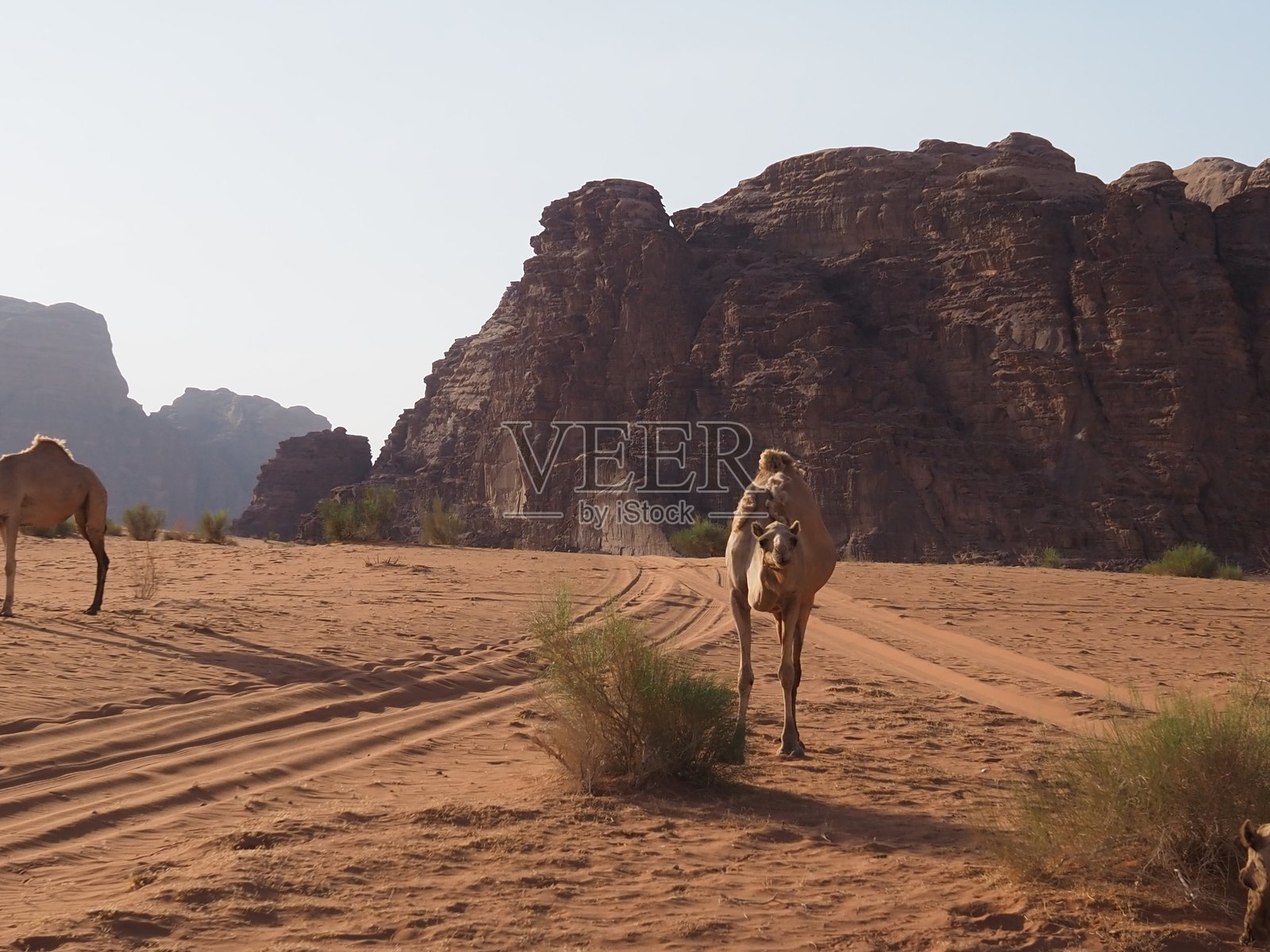 约旦 安曼市 古老建筑 死海 瓦迪拉姆沙漠 沙子 岩石 骆驼照片摄影图片