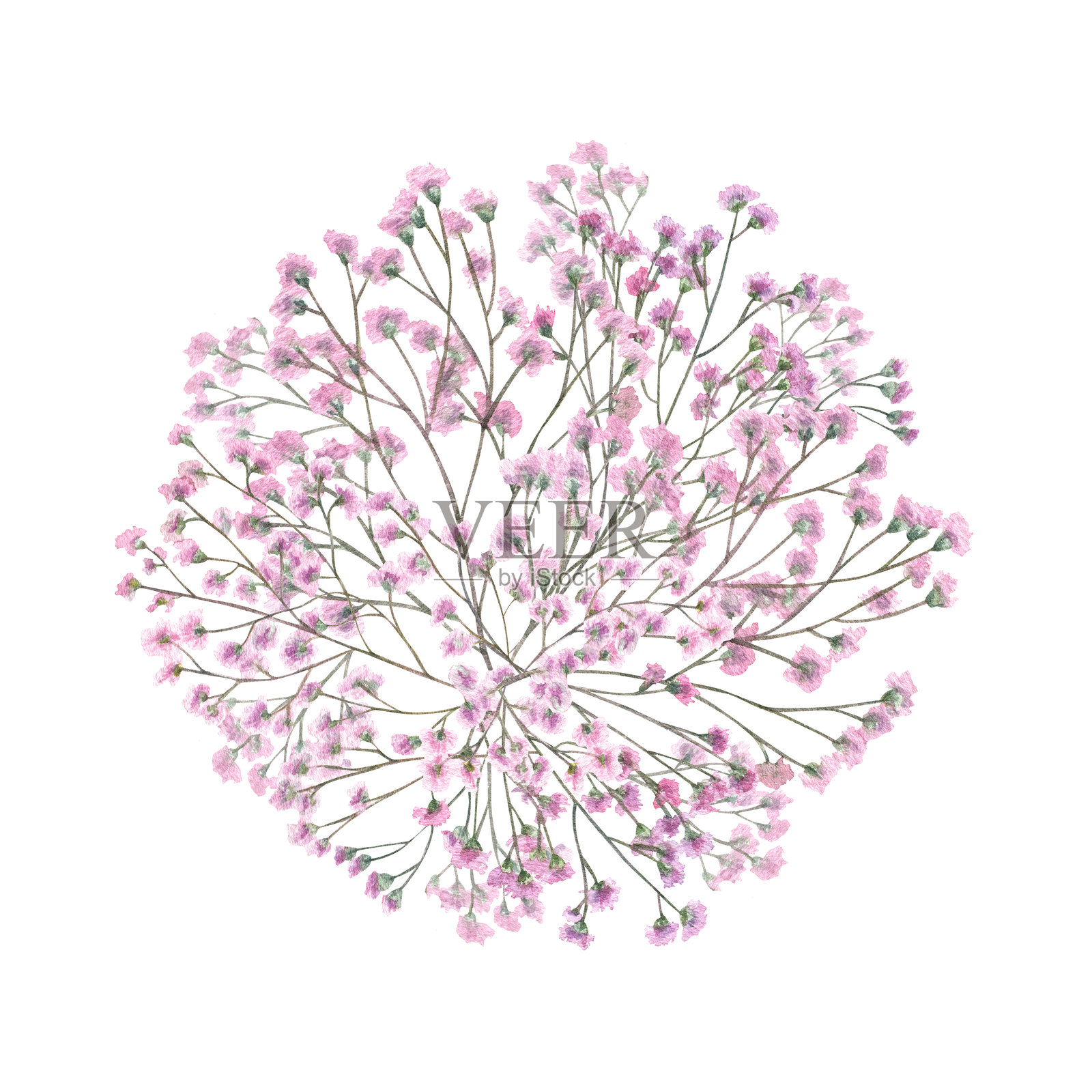 粉色满天星花水彩插图,独立于白色背景.手绘的小花束植物俯视图