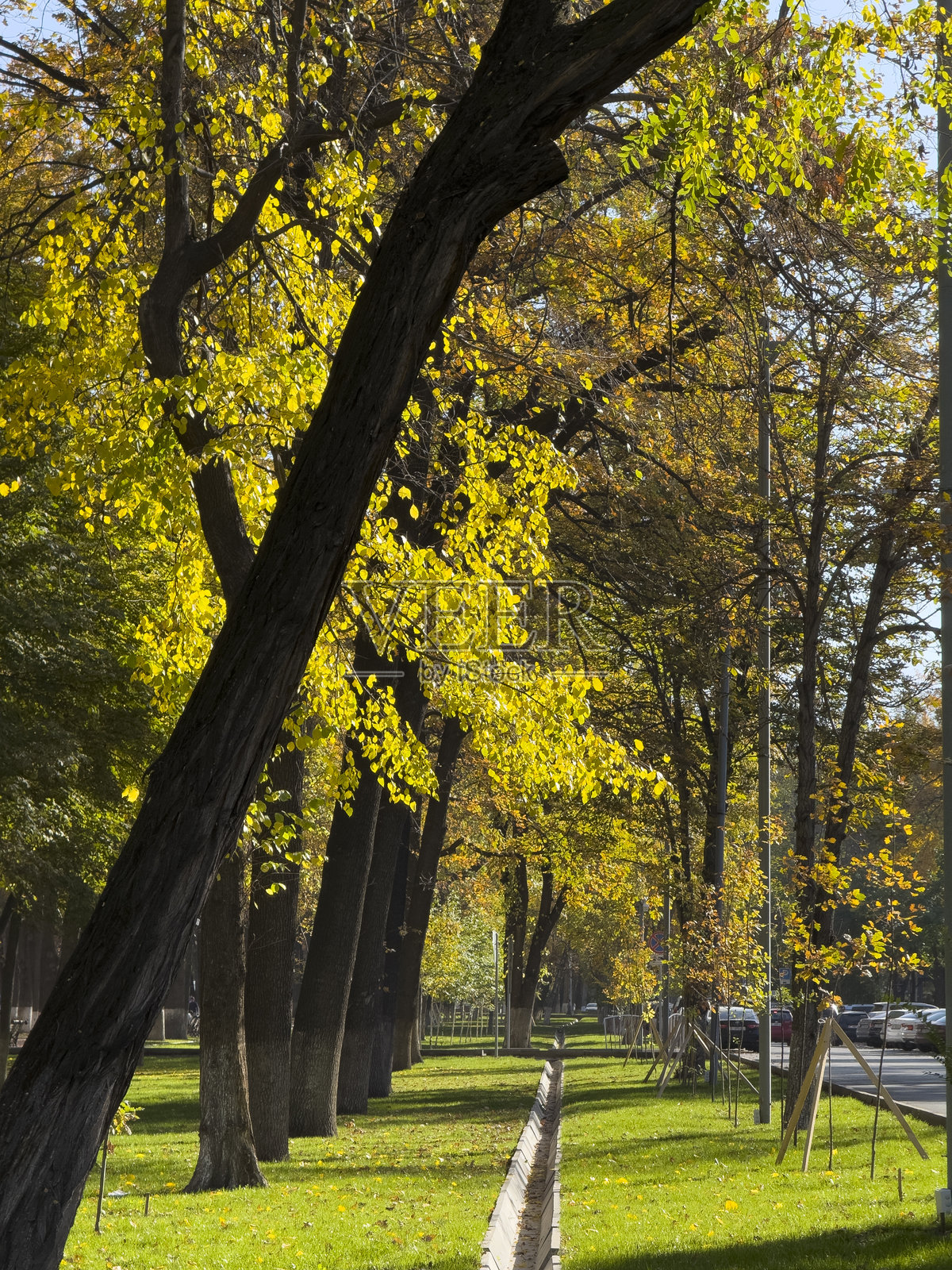 秋天的高树在绿色草地上投下长长的阴影。照片摄影图片
