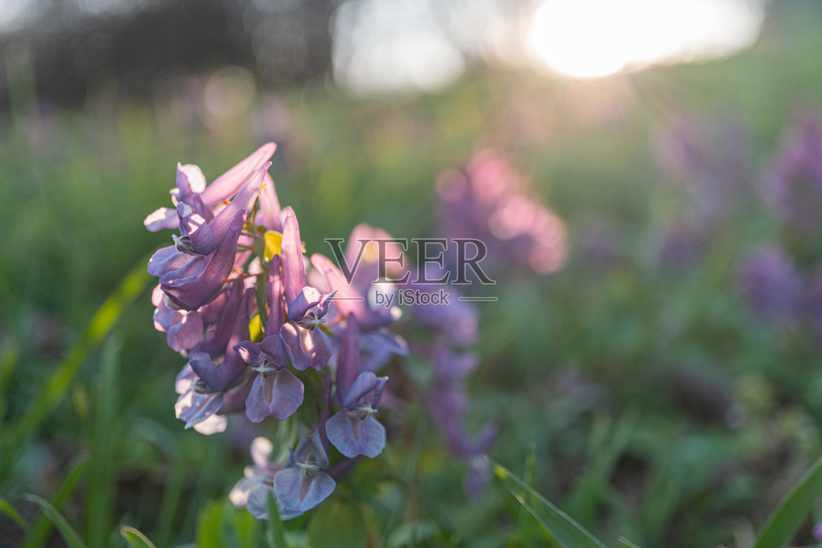 一朵鲜艳的紫色花朵，中央带有黄色，映衬在阳光明媚的背景中，周围是类似的花朵，传达出自然之美与宁静。照片摄影图片