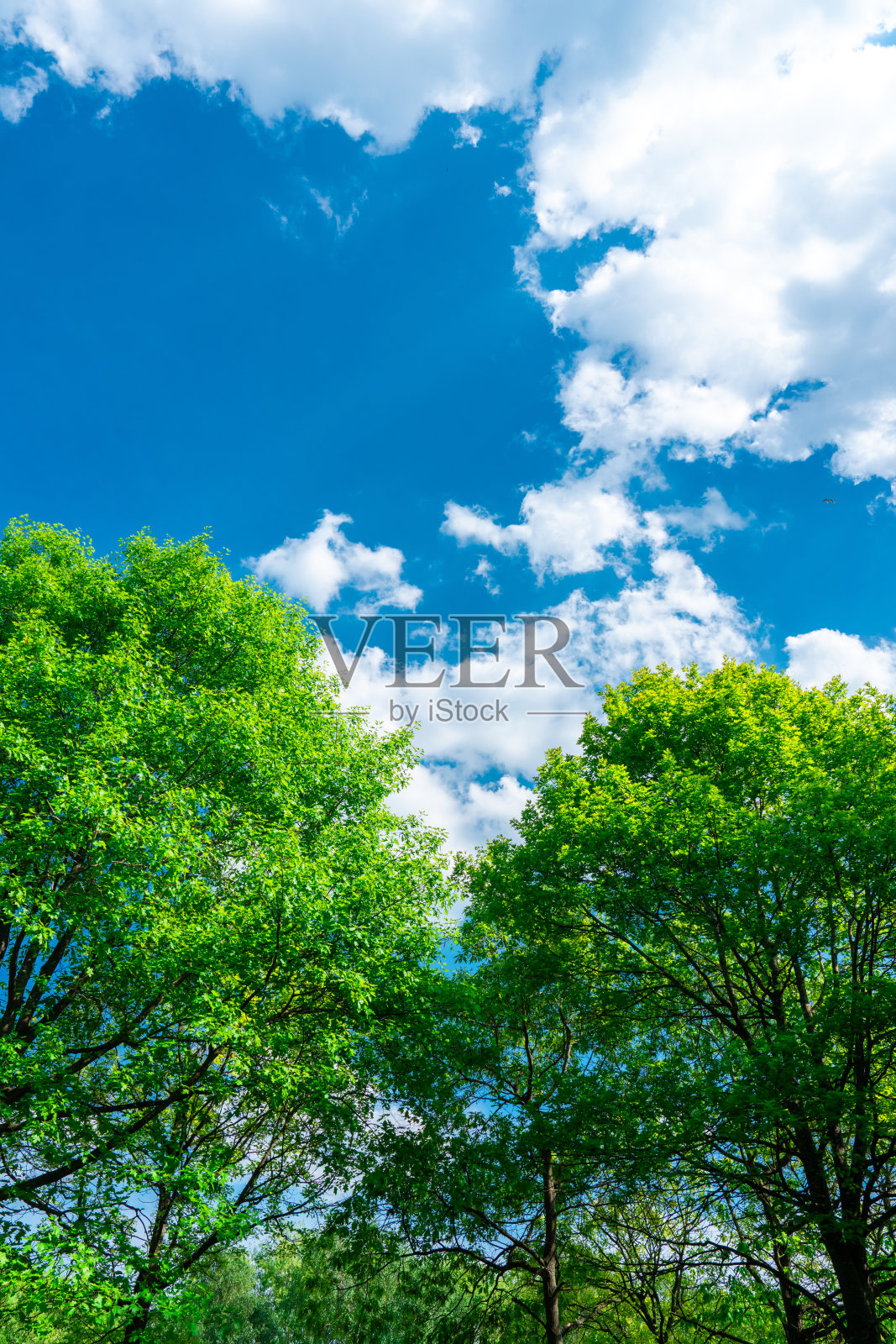 绿树在阳光明媚的日子里向蓝天伸展照片摄影图片