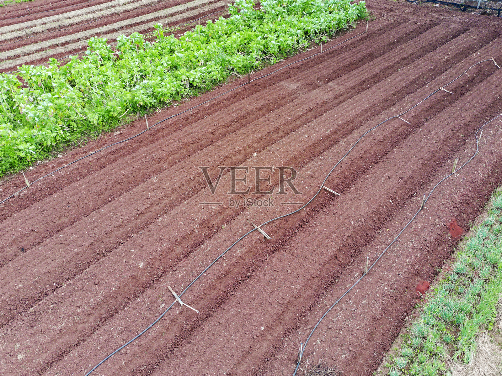 有机蔬菜农场行的鸟瞰图照片摄影图片