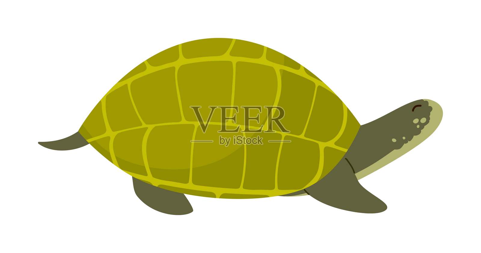 橄榄绿色海龟漂浮着插画图片素材