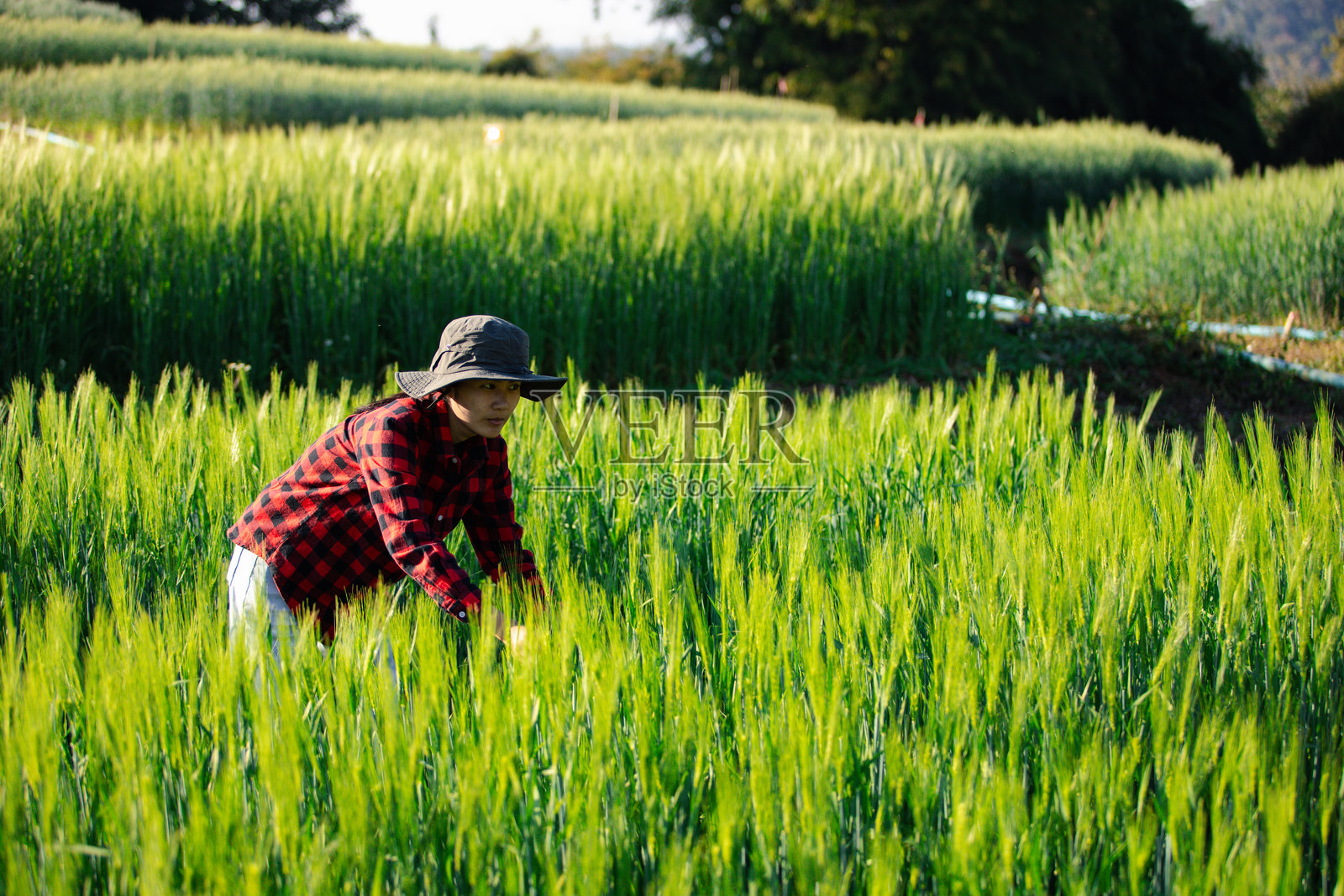 小麦农民收获商业概念，农业专家分析数据，大麦检查食品，夏季谷物农业，智能农场现代管理，生长控制，有机夏季背景模糊。照片摄影图片