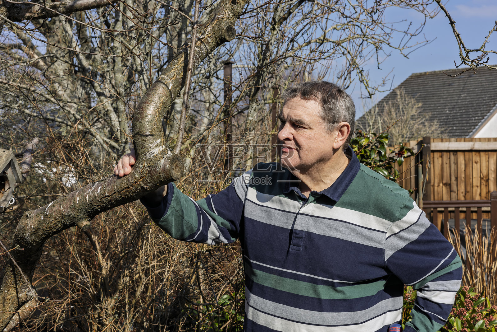 男子检查需要修剪的光秃果树枝上的垂直水芽。照片摄影图片