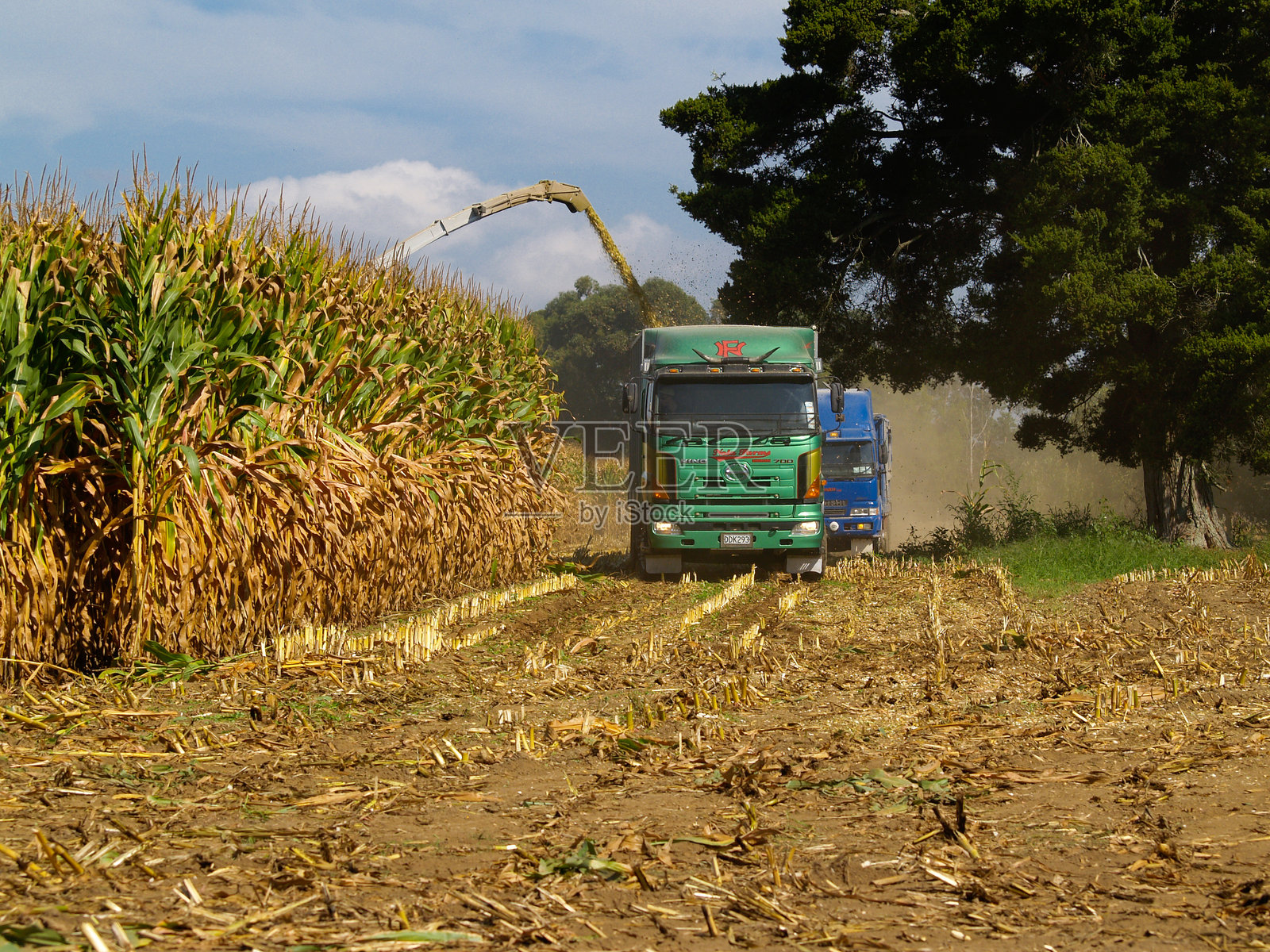 在怀卡托，收割机和卡车正在进行年度玉米收割。照片摄影图片