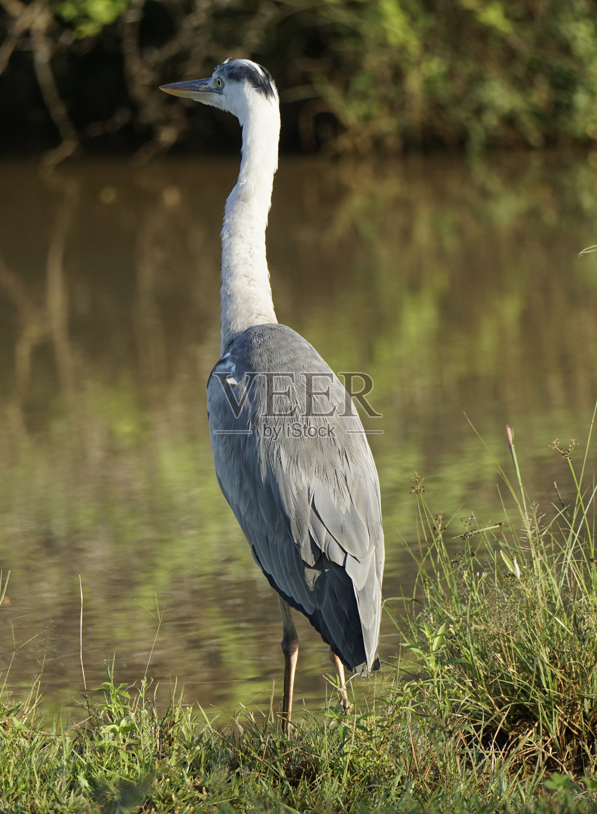 雅拉国家公园的鸟类照片摄影图片