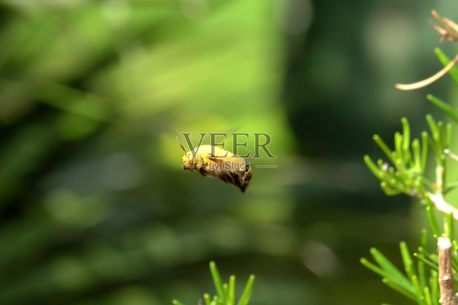 飞翔中的大黄蜂，翅膀模糊，背景为绿色照片摄影图片