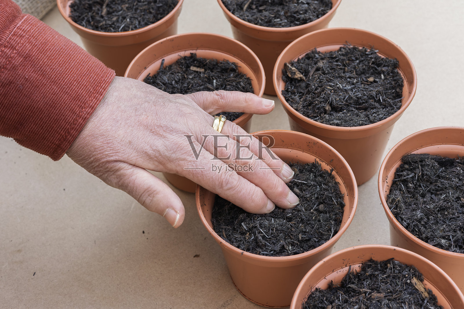 园丁用手覆盖种植在无泥炭土壤小花盆中的向日葵种子照片摄影图片