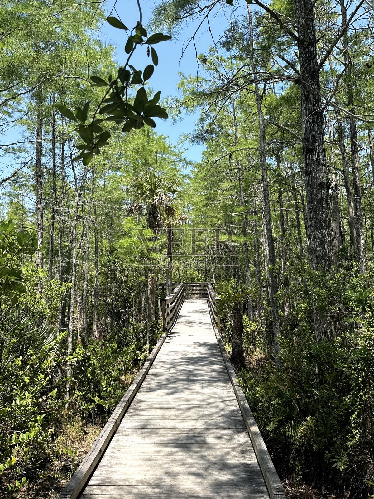 佛罗里达自然保护区照片摄影图片