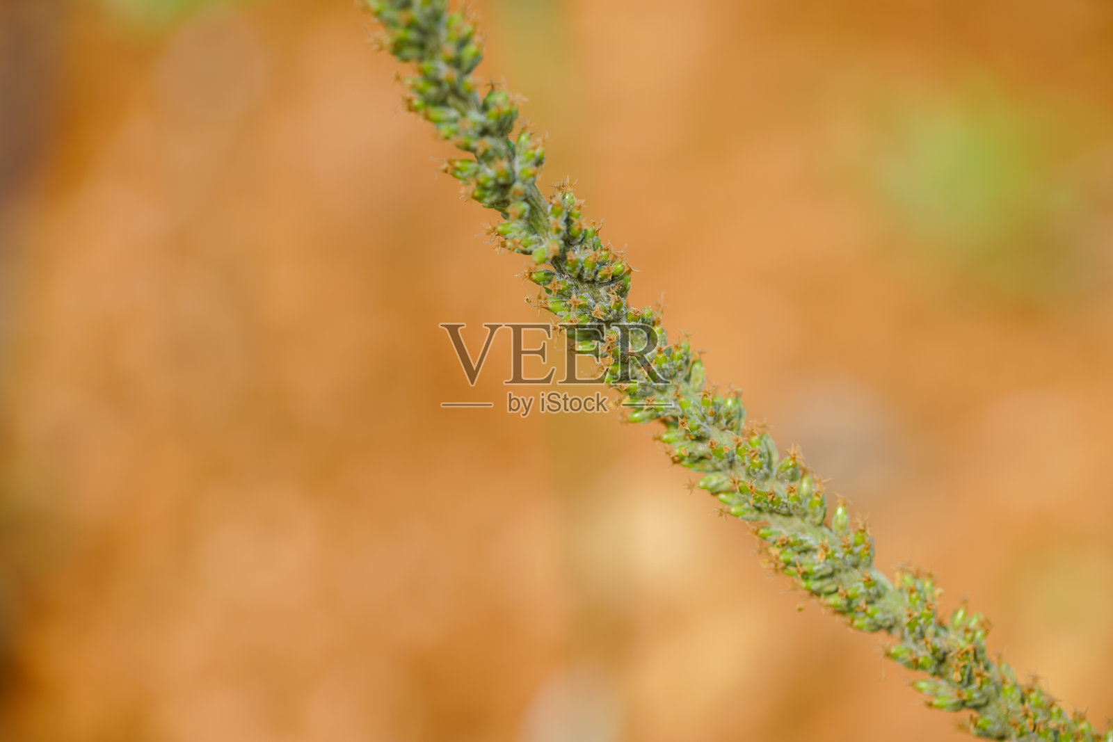 户外的药用植物车前草照片摄影图片