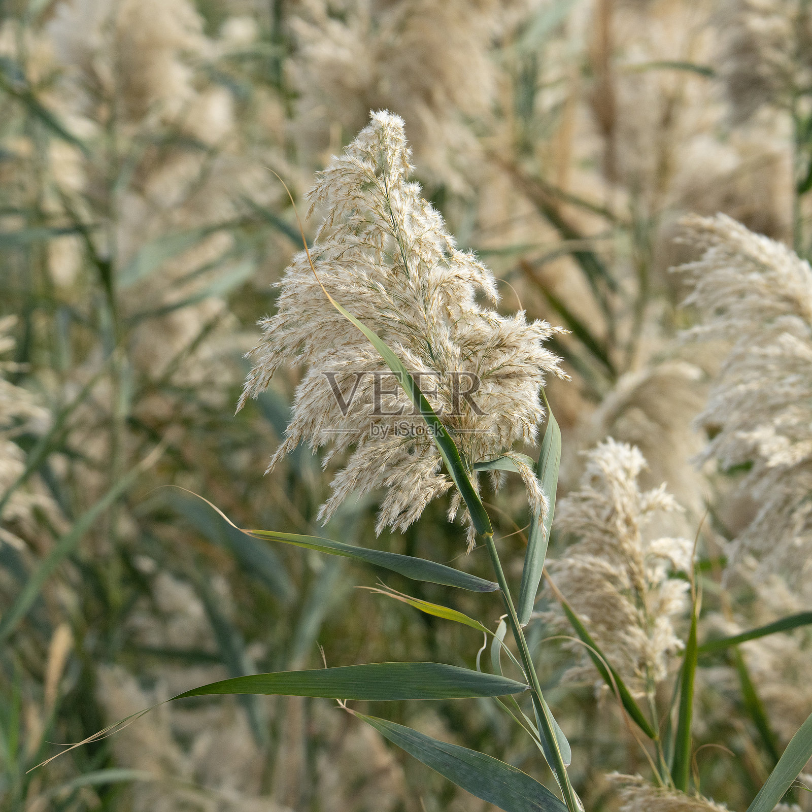 芦苇植物照片摄影图片