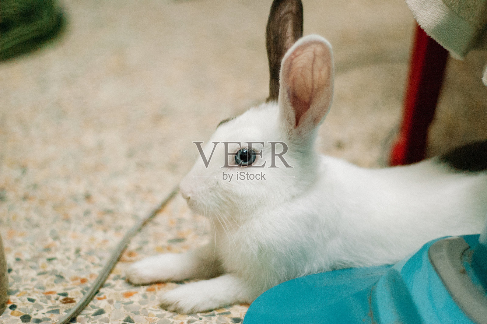 白棕色兔子照片摄影图片