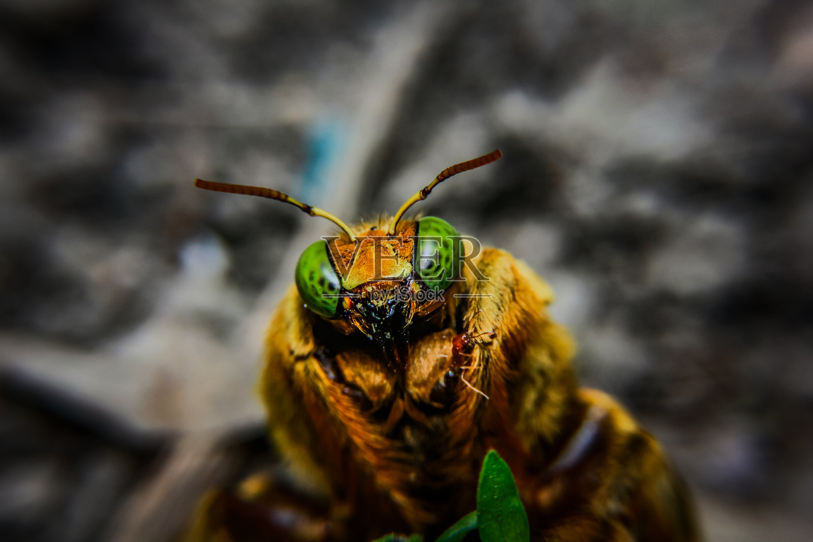 大黄蜂照片摄影图片