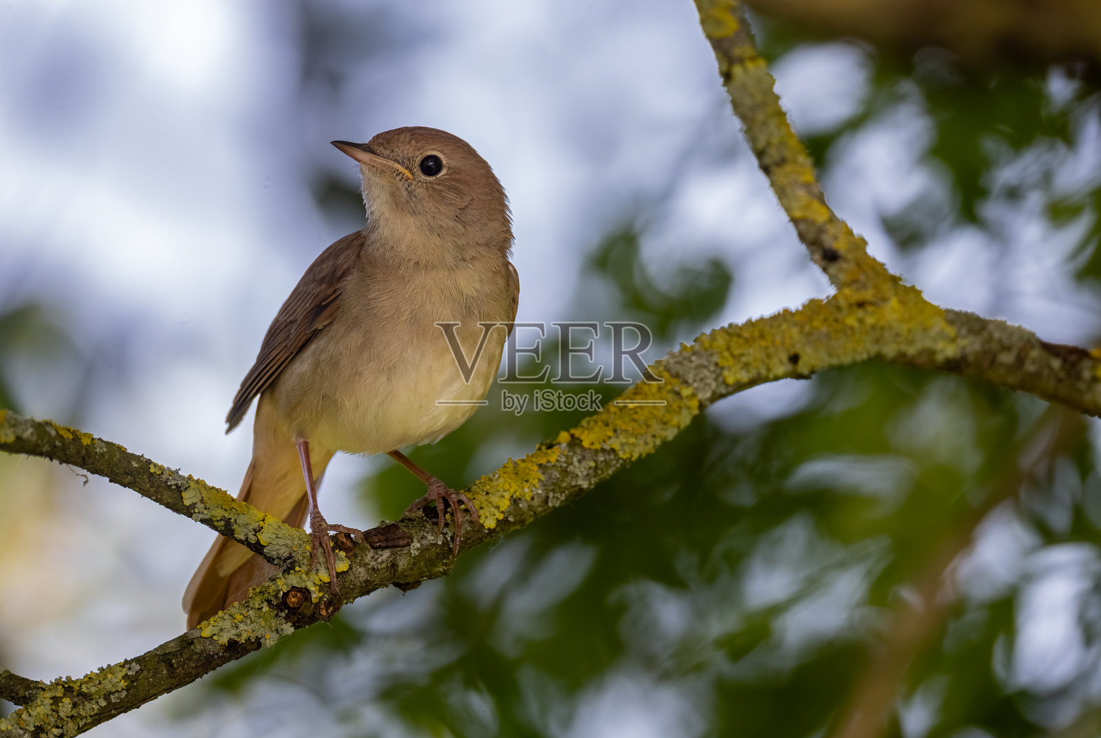 美丽的夜莺（Luscinia megarhynchos）照片摄影图片