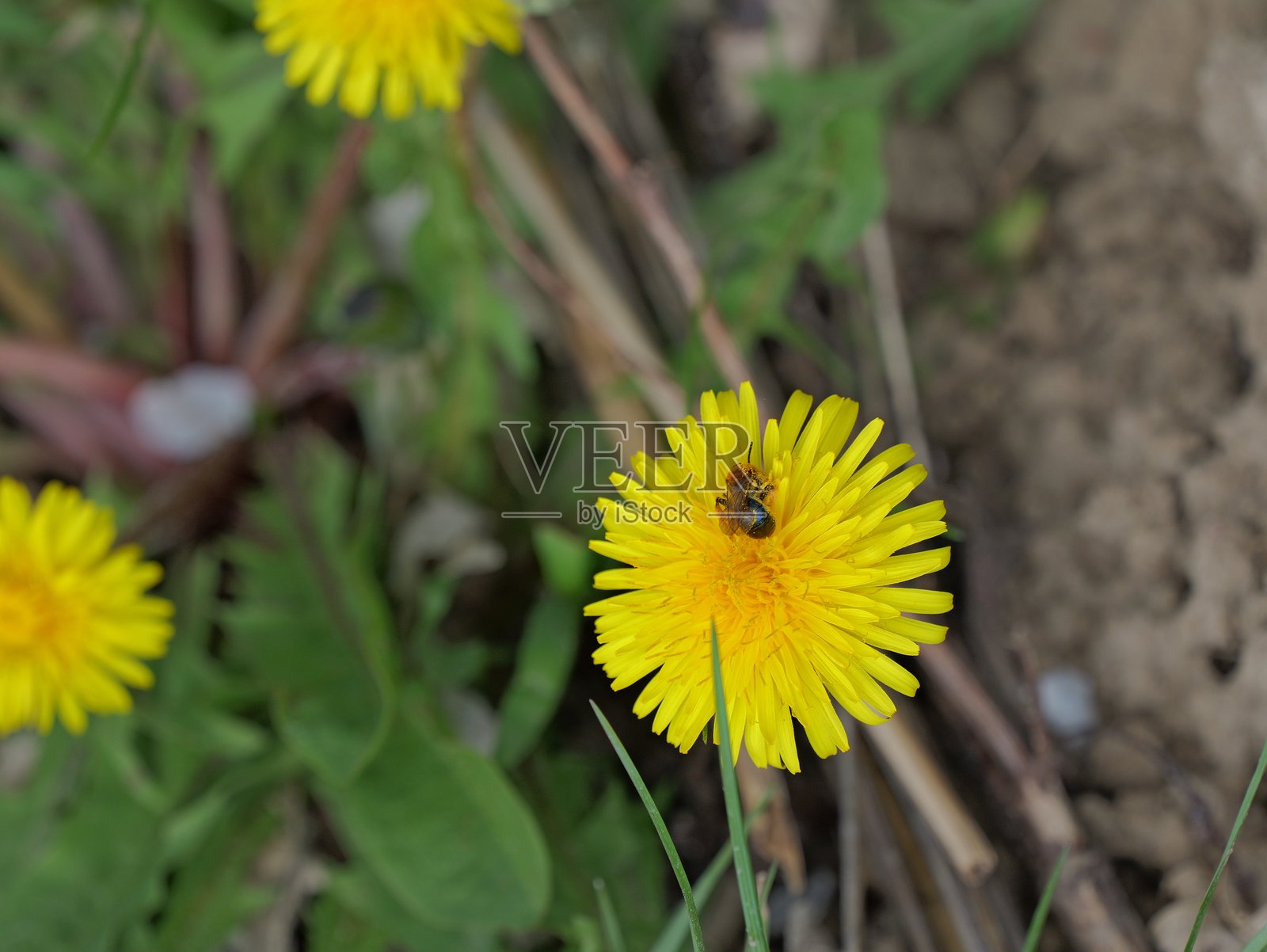 野生蜜蜂在毛茛花上采集花蜜照片摄影图片