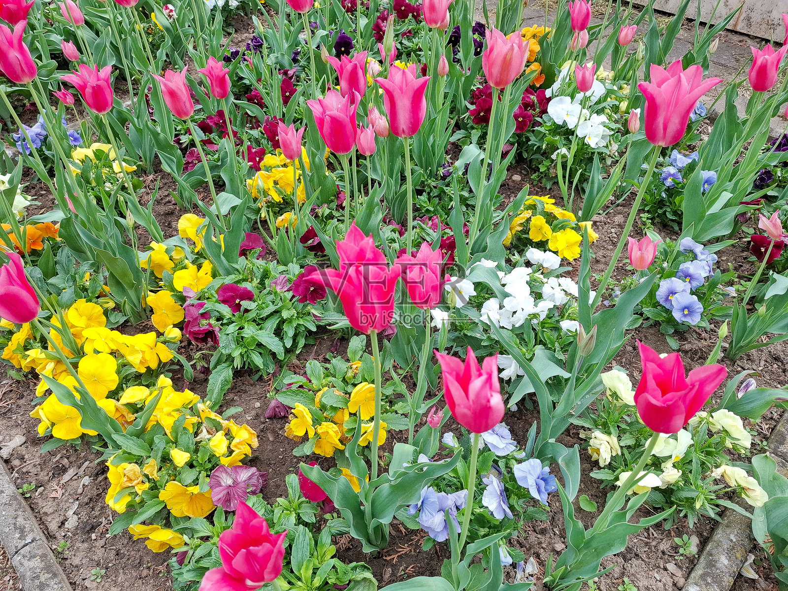 春天的郁金香和其他花朵照片摄影图片