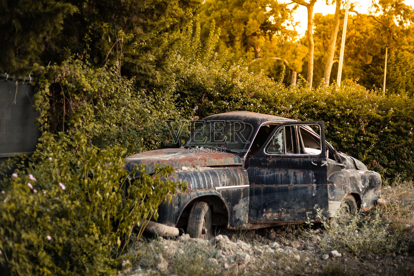 被灌木和树木覆盖的旧生锈废弃复古汽车，在温暖的阳光下的日落时分。照片摄影图片