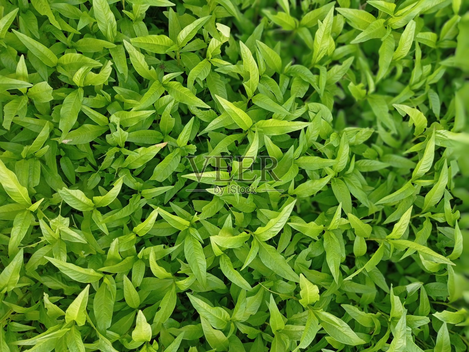 一组绿色的叶子照片摄影图片